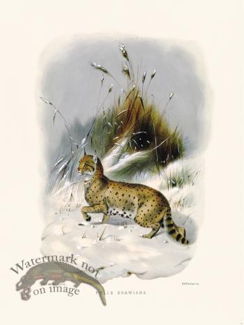 Elliot Cat 35 Cat Shawiana